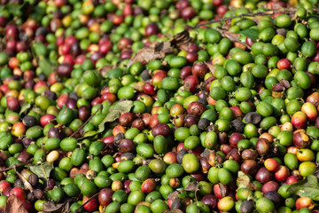 Grains de café verts