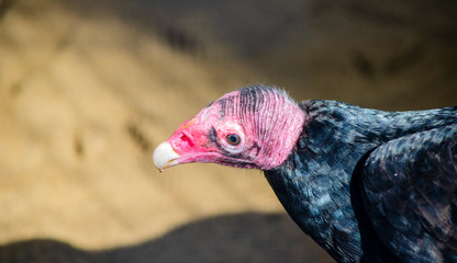 Birds of prey - vulture 