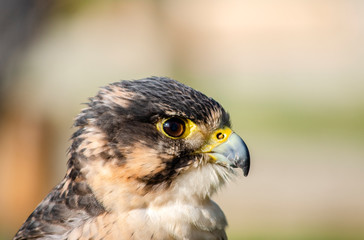Hybrid falcon - birds of prey