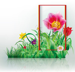 Tulip in frame and primrose on green grass