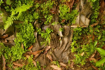 Ciudad Perdida hike in Colombia