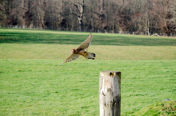 sparrowhawk / kestrel - bird of prey 