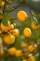 Fresh juicy ripe lemons on a branch. Natural background