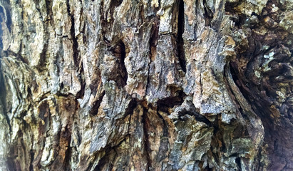 wood