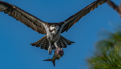 Osprey in Florida 