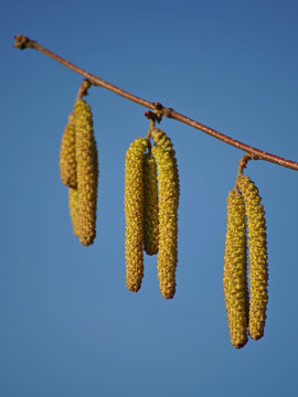 Haselstauden Bilder Durchsuchen 57 Archivfotos, und