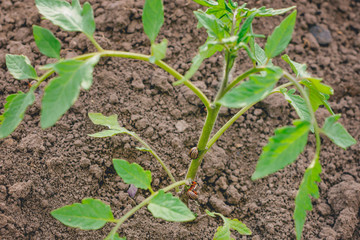 Flowering strawberry sprouts in spring and summer.