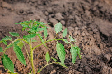 Flowering strawberry sprouts in spring and summer.