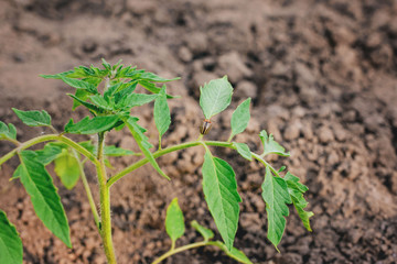 Flowering strawberry sprouts in spring and summer.
