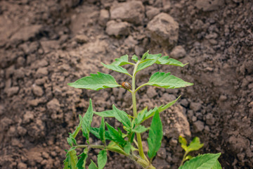 Flowering strawberry sprouts in spring and summer.