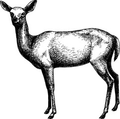 Deer female A vintage hand drawn illustration