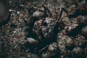 Macro photo of a small crab at work.