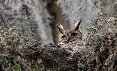 Great Horned Owl 