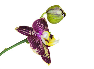 Spotted Orchid with purple patches, isolate on white background