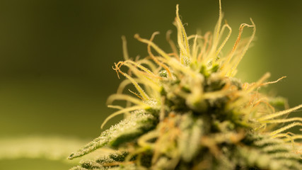 Cannabis Bud Marijuana Flower Weed Macro In Indoor