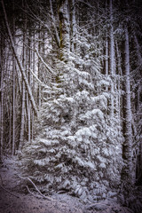 A color image of a pine tree in the snowy forest.