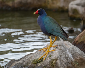 Purple Gallinule in Florida 