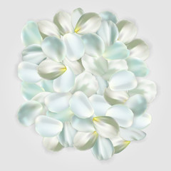 White petals isolated on pale background. For greeting card, wallpaper, flyers, posters or wedding invitation background party design. Vector illustration.