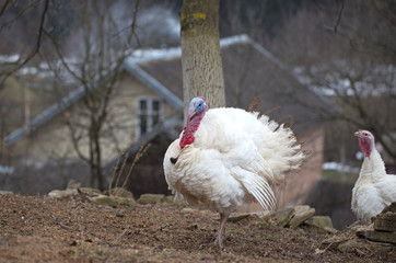 White turkeys in the private yard