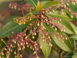 Pieris japonica. Fleurs non maturées en forme de panicules en fin d'hiver de l'Andromède du Japon