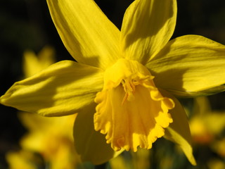 narcissus