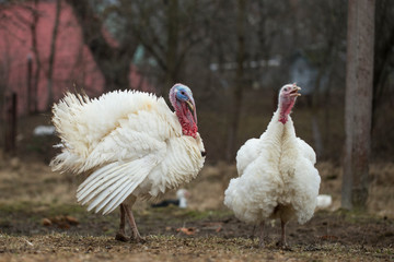 White turkeys in the private yard