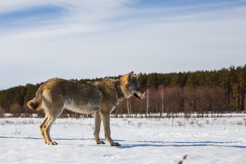 A wolf in winter in a wide field on a leash in the snow against a blue sky