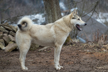 hunting dog West Siberian Laika