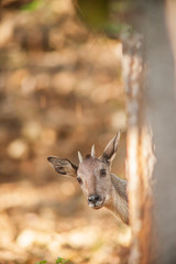 Goral hide behind the tree.