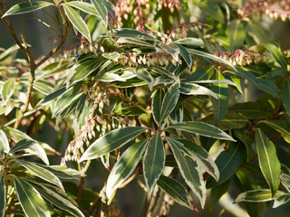 Pieris japonica 'Variegata'. Andromède du Japon panachée. Un arbuste ornemental aux feuilles de couleur vert foncé, marginées de blanc crème et aux fleurs en grappes rosâtres en fin d'hiver