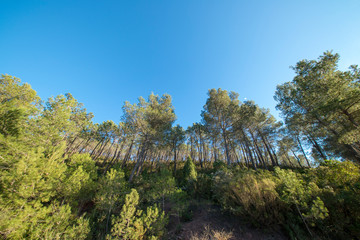 Fototapeta premium The desert of the palms in benicasim, Costa azahar