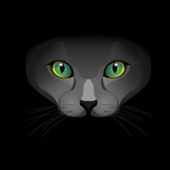 black cat with green eyes
