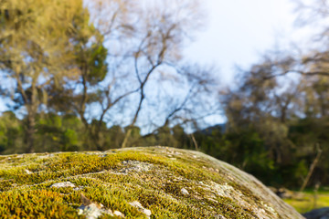 paisaje de musgo sobre una piedra con bosque en el fondo