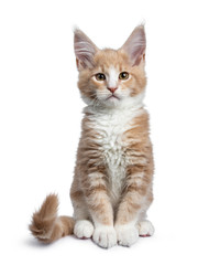 Fototapeta premium Bold cute creme with white Maine Coon cat kitten sitting straight up facing front. Looking at camera with brown curious eyes. Isolated on white backround. Tail curled around body.