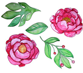 Watercolor hand painted pink peony flowers with leaves.