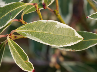Pieris japonica - Feuille longue, ovale et étroite de couleur vert foncé marginée de blanc crème de l'andromède du Japon