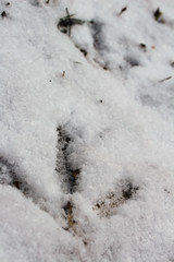 Close Up View of a Turkey Track in Fresh Powdery White Snow