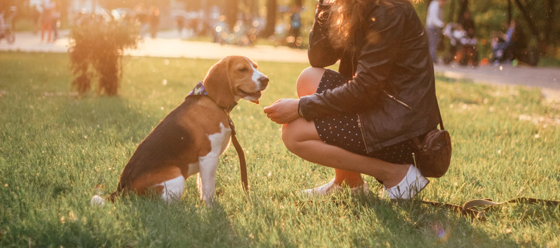 girl with beagle at sunset