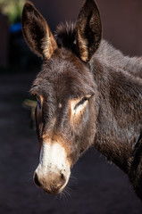 joung donkey in sunshine