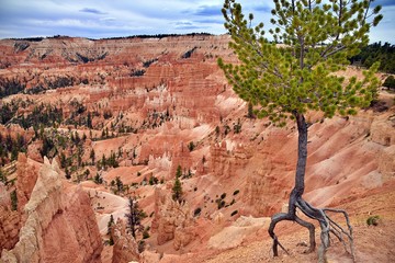 Bryce Canyon with tree