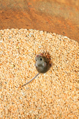little scared gray rodent mouse sitting in a barrel with a supply of wheat grains and spoil the...