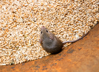 little scared gray rodent mouse sitting in a barrel with a supply of wheat grains and spoil the harvest