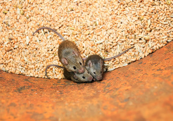 three small gray rodents mouse sit in a barrel with a stock of wheat grains, spoil the harvest and look up scared