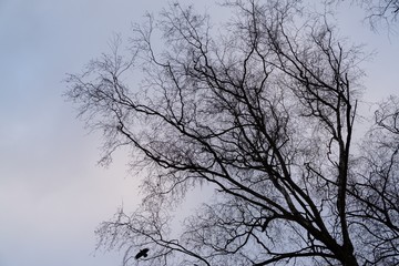 Bird on the tree. Slovakia