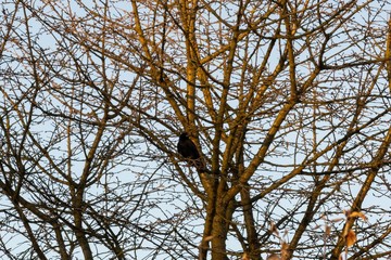 Bird on the tree. Slovakia