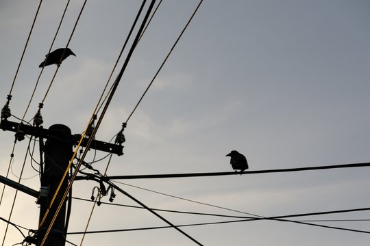 Raven birds on the electricity wires. Slovakia