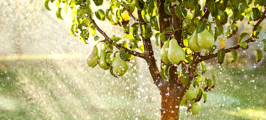 Spring garden background. Summer rain in fruit garden