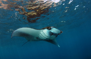 Naklejka premium Incredible underwater world of Bali - Manta biristis. Diving and underwater photography in the Indian Ocean.