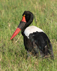 Saddle-billed Stock