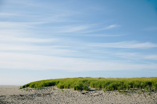Lucious Grassy Dunes at Beach